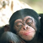 Bonobo le chimpanzé .שימפנזונצ'יק